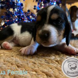 Teal - Tilly - Black brown and white female Basset Hound puppy in Chipley, Florida from Brannon Bassets