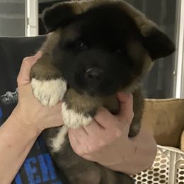 Akita Puppies from Majestic Valley Farms
