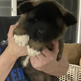 Akita Puppies from Majestic Valley Farms