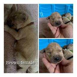 Brown - Golden female Golden Retriever puppy in Groveland, Florida from Daisy Lynn Goldens