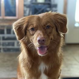 aspen - Nova Scotia Duck Tolling Retriever