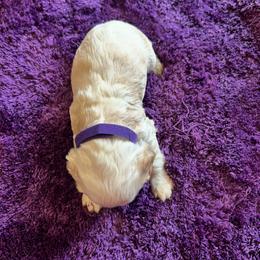 Purple - Red and white male Cocker Spaniel puppy in Philpot, Kentucky from Country Cockers