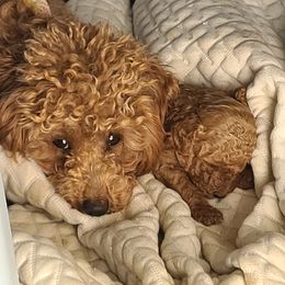 Poodle Puppies from Mini paw love