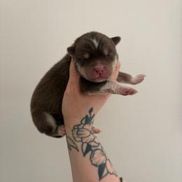 Orange - Red and white male Siberian Husky puppy in Jonesborough, Tennessee from Dry Creek Siberians