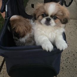 Pekingese Puppies from Della Serra Pekingese