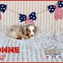 Yvonne - Red merle female Miniature Australian Shepherd puppy in Madisonville, Texas from Flying LL Aussies