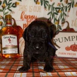 Captain Morgan - Tiger male Perro de Presa Canario puppy in Horizon, Texas from Mesquite Creek Kennels