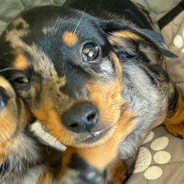 Barry - Dapple male Dachshund puppy in Shawnee, Oklahoma from Magic Eagle Miniature Dachshunds