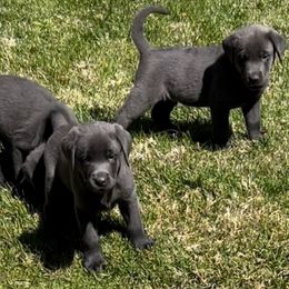 Dilute Retrievers and Labrador Retrievers from Silver Labrador of Southern California