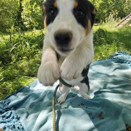 Border Collie and English Shepherd Puppies from Seldom seen herding dogs