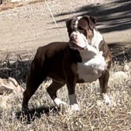 Persephone  - Olde English Bulldogge