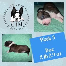 Doc - Black brindle and white male Boston Terrier puppy in Jupiter, Florida from CJM Boston and Boxer Puppies