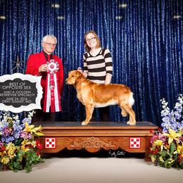 Gentry - Golden Retriever