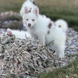 Rusty - Chocolate male Pomsky puppy in Clarkston, Utah from Red Rock Ranch Breeders