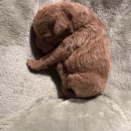 Blaze - Apricot male Goldendoodle puppy in Graham, North Carolina from Geise Meadow Doodles