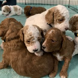 Poodle Puppies from Clegg Poodles