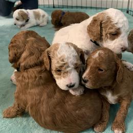 Poodle Puppies from Clegg Poodles