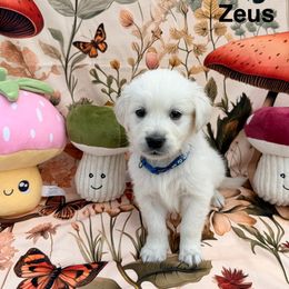 Zeus - Light golden male Golden Retriever puppy in Katy, Texas from Tails of Cypress