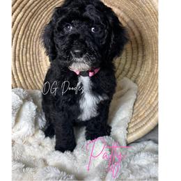 Patty - Black female Goldendoodle puppy in Cleveland, Georgia from The O.G. Doodles