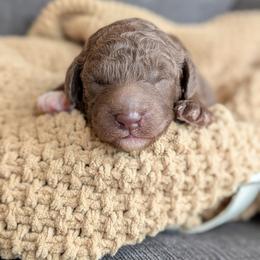 Bruno - Brown male Poodle puppy in Prattville, Alabama from Jericho Junction Doodles and Poodles