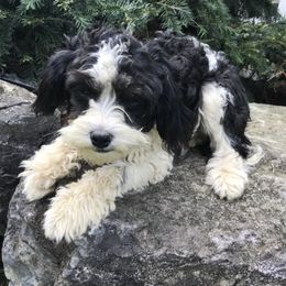Patty - Cavapoo