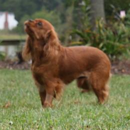 Keelie - Cavalier King Charles Spaniel