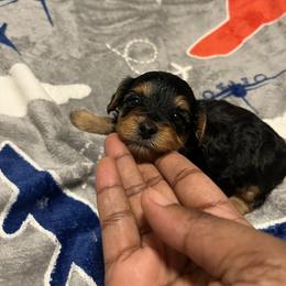 Beatrice 2500 - Black and tan female Yorkipoo puppy in Gastonia, North Carolina from Precious pups dynasty kennel