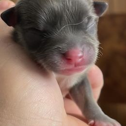 Bob - Blue male Chihuahua puppy in Westport, New York from Chantilly chihuahuas