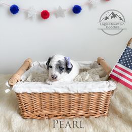 Goldendoodle Puppies from Eagle Mountain Doodles