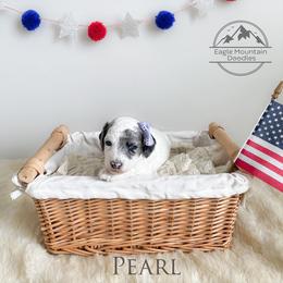 Goldendoodle Puppies from Eagle Mountain Doodles