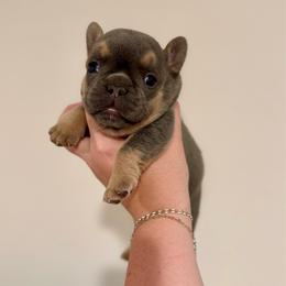 Walter - Tricolors male French Bulldog puppy in Neosho, Missouri from K2S Frenchies