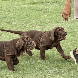 Sabrina - Mahogany female Neapolitan Mastiff puppy in Canyon, Texas from Mastini Della Forte