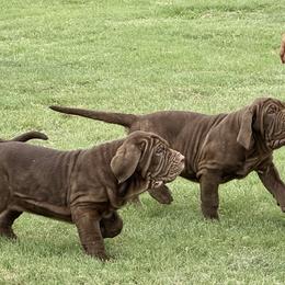 Sabrina - Mahogany female Neapolitan Mastiff puppy in Canyon, Texas from Mastini Della Forte