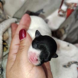 Pumpkin - Black parti female Pomeranian puppy in Illinois from Maribel Poms