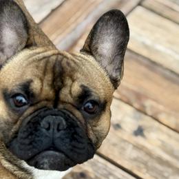 Tharion - French Bulldog