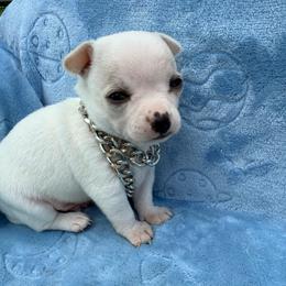 Olaf - White male Chihuahua puppy in Seneca, Missouri from Stephanie’s Puppy Colony