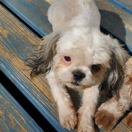 Daisy - Shih Tzu