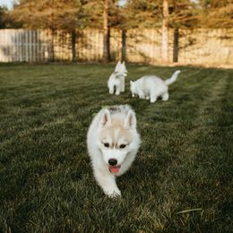Siberian Husky Puppies from Polaire Siberians