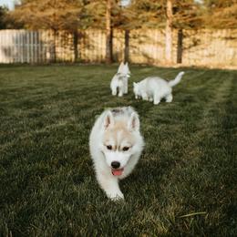 Siberian Husky Puppies from Polaire Siberians