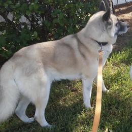 Akita from Jesuel's Akitas