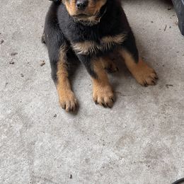 Rottweiler Puppies from Vom Allegiance Haus
