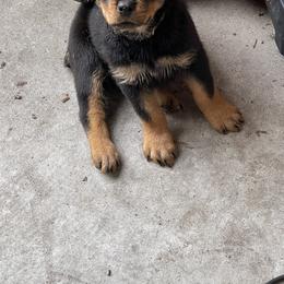 Rottweiler Puppies from Vom Allegiance Haus