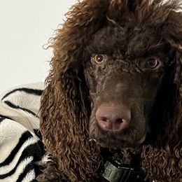 Poodles and Yorkshire Terriers from Taste Of Flavor LLC