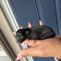 Boy 3 - Tri-colored male Pomeranian puppy in Woonsocket, Rhode Island from Precious Paws by Jai