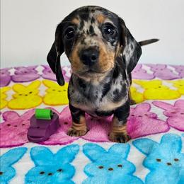 Black and tan dapple female 1 - Dapple female Dachshund puppy in Belle Rive, Illinois from Akin's Miniature Dachshunds, LLC