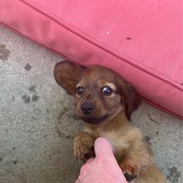 Girl 1 - Red female Dachshund puppy in Windsor, Colorado from Murry’s minis