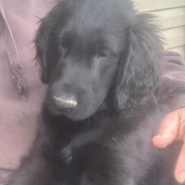 Puppy 1 - Black male Flat-Coated Retriever puppy in Medina, Ohio from Dahlia Lane Border Collies and Exotic Flat Coated Retrievers