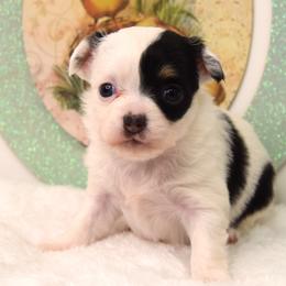 Opal - Black and white female Chihuahua puppy in Clinton, Missouri from RockyTop Hearts