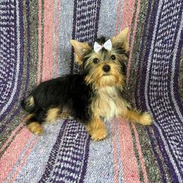 Honey - Black and tan female Yorkshire Terrier puppy in Florence, Alabama from Yorkies of Forest Creek