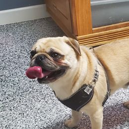 Hank - Pug
